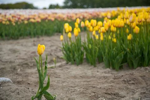 Field of tulips Stock Photos