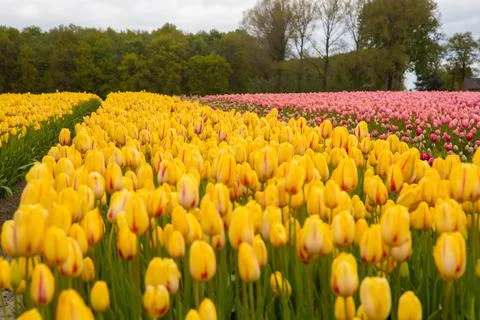 Field of tulips Stock Photos