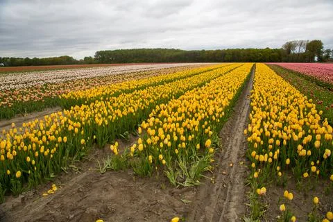 Field of tulips Stock Photos