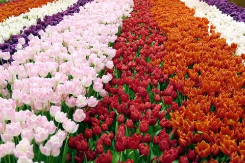 Field of tulips in springtime. stripes of different colors. Stock Photos