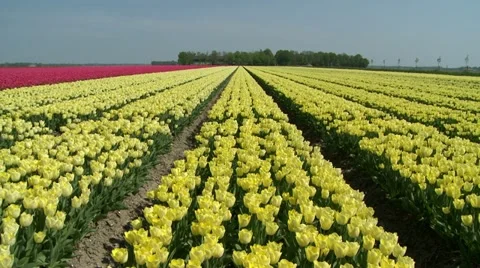 Field of Tulips, Yellow Video stock 10883961