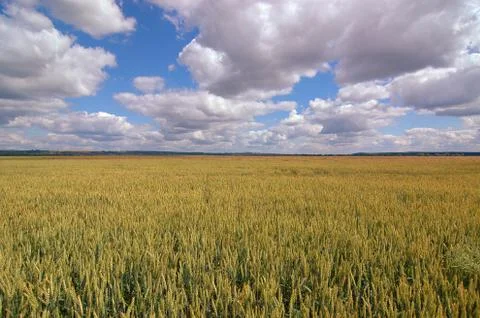 Field under cloudy sky Stock Photos