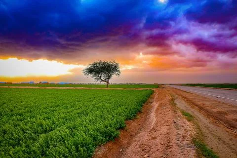Field Under Cloudy Sky Stock Photos