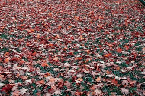 Field under the maple tree Stock Photos