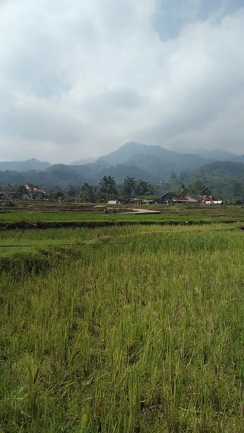 Field under the mountain Stock Footage 243724740