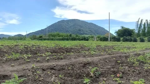 Field under the mountains Stock Footage 202133782