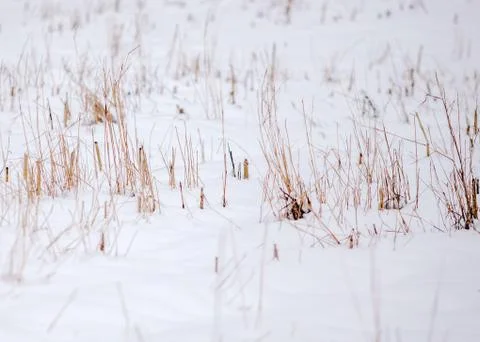 Field under the snow 写真素材