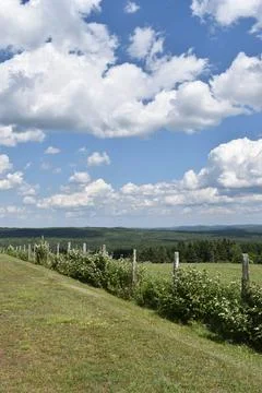 A field under a summer sky Stock Photos