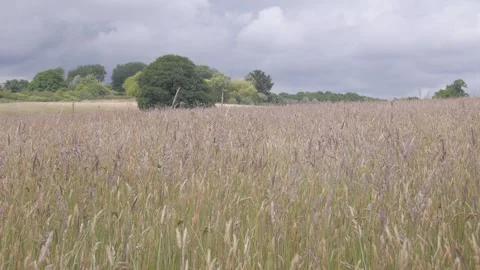 Field uphill Vídeos de archivo 132748144