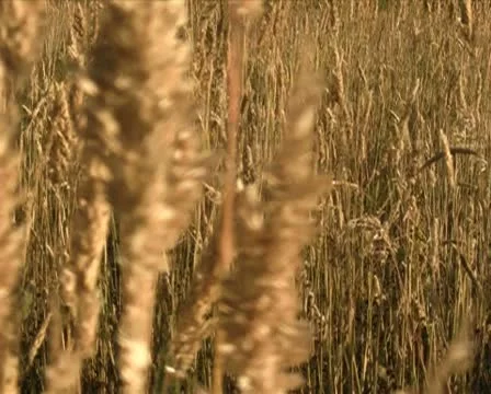 Field V3 - PAL Stock Footage 10737951