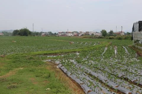 The field of vegetable crops in the fields is covered with black plastic fi.. Stock Photos