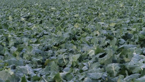 A field with vegetables 스톡 동영상 100600817