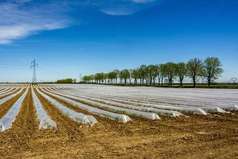 Field of vegetables growing underneath plastic on a sunny day in France Stock Photos