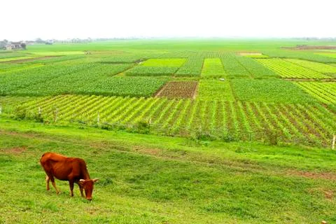 Field of vegetables Stock Photos
