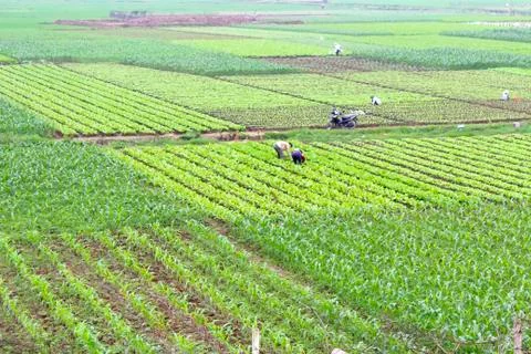 Field of vegetables Stock Photos