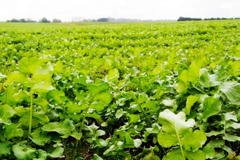 Field with vegetables 写真素材