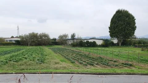 Field of vegetables Stock Photos