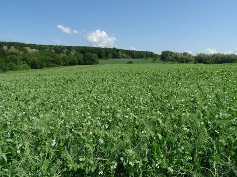 Field of vegetables with trees in the background in Germany Stock Photos