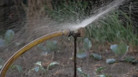 Field Vegetables Watering, Irrigation Stock Footage 157607441