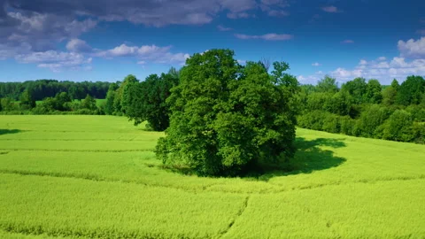 Field with vegetation and a tree in the center, a beautiful Oak. Video stock 158486103