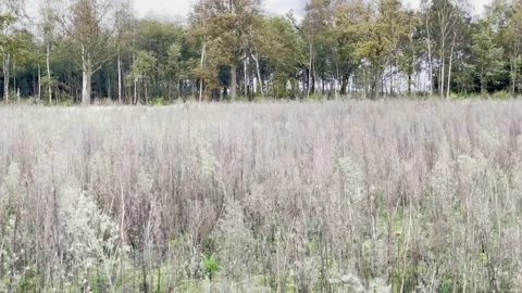 Field vegetation moving in the wind Video stock 255716520