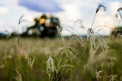 Field vegetation Stock Photos
