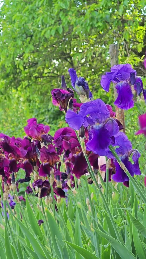 Field of vibrant purple iris flowers blooming in a spring garden Stock Footage 337228575