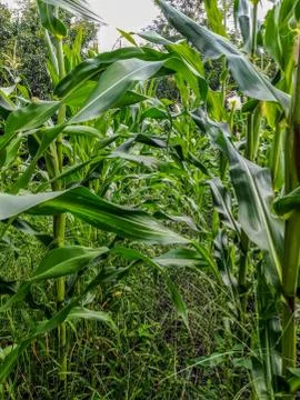 Field view of corn cultivation from the inside Stock Photos