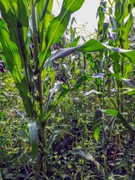 Field view of corn cultivation from the inside Stock Photos