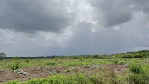 Field view from drone view Stock Footage 152548637