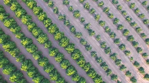 The field view from flying height Stock Footage 56854409