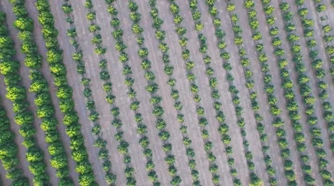 The field view from flying height Stock Footage 56888283