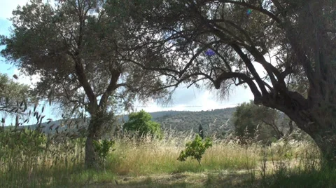 Field View Stock Footage 32907037