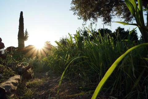 Field View Stock Photos