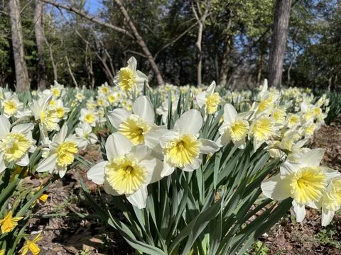 Field View of Two Color Daffodils 库存照片