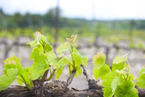 Field of vine trees. Stock Photos