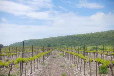 Field of vine trees. Stock Photos