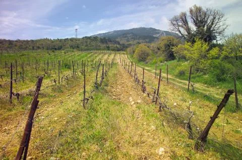 Field with a vineyard in the foreground Stock Photos