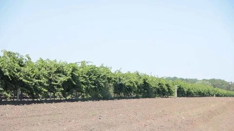 Field with vineyard landscape Stock Footage 80304033