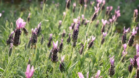 Field of violet flowers with bokeh at background from sunlight in the morning Stock Footage 135974341