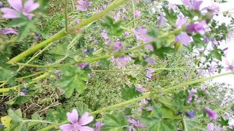 Field of violet flowers Stock Footage 155079044