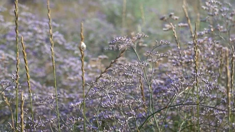Field violet flowers stagger from the wind Stock Footage 94026308