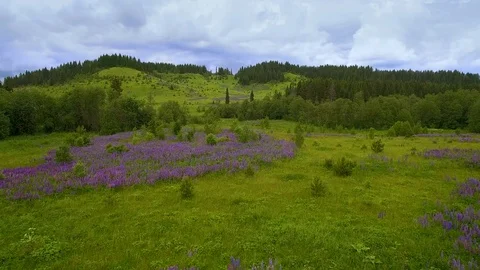 Field violet flowers, wild forest and stormy sky aerial view Vidéo 80281095