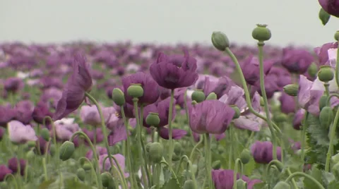 Field of violet poppies Stock Footage 38291068