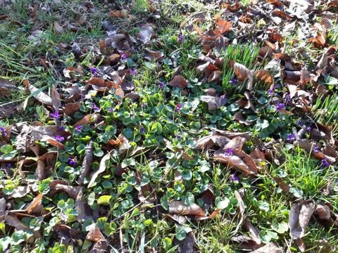 Field of violets Stock Photos