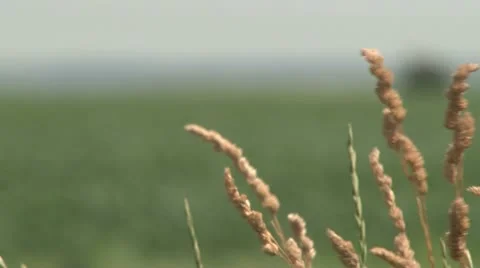 Field in Vojvodina 스톡 동영상 21647488