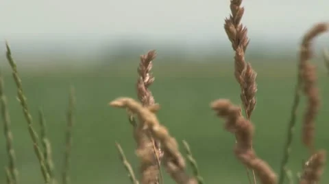 Field in Vojvodina 스톡 동영상 21651973