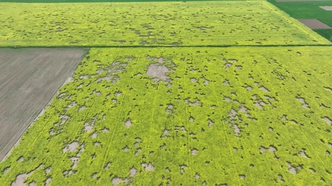Field vole common Microtus arvalis oilseed disaster extremely attacked rape Stock Footage 243047953