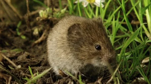 Field Vole. Going below ground   (Microtus agrestis)   2003HQXD Stock Footage 171242133