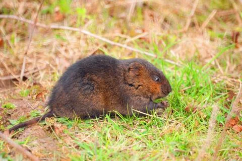 Field vole profile closeup Stock Photos